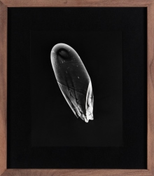 'Plosives', 2019, Photogram