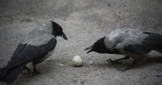 Gerard Byrne, Jielemeguvvie guvvie sjisjneli (film inside an image), 2016