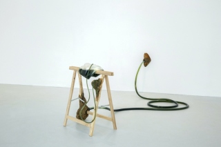 Still (2019) Beech wood, trestle, plastic, liquid chlorophyll, water, Dimensions variable. Courtesy of the artist. Photo by Fred Corcoran