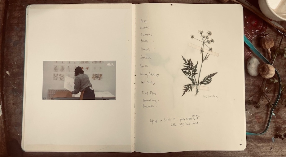Summer School Workshop: Connecting with wild plants through drawing with Clodagh Emoe
