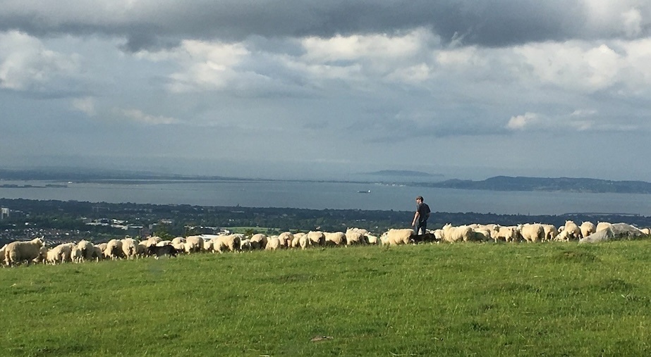DABF25 Preview | Meet the Flock: A visit to a working farm, Glencullen

Image: Courtesy of Philip Maguire