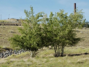 Laurie Robins Roadto Recover Poster event