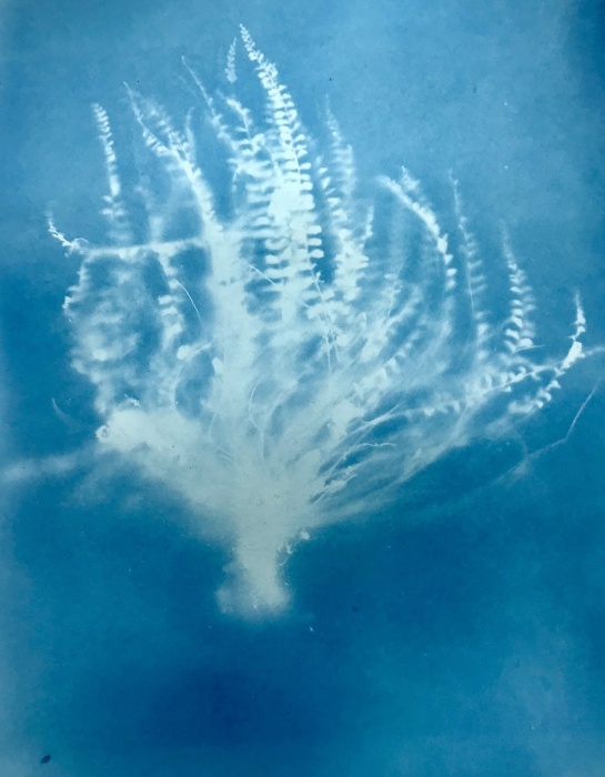 Workshop: Sensing Cyanotypes