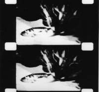 Joyce Wieland, 'Catfood' (1967) filmstrip