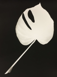 Monstera_Deliciosa.jpg