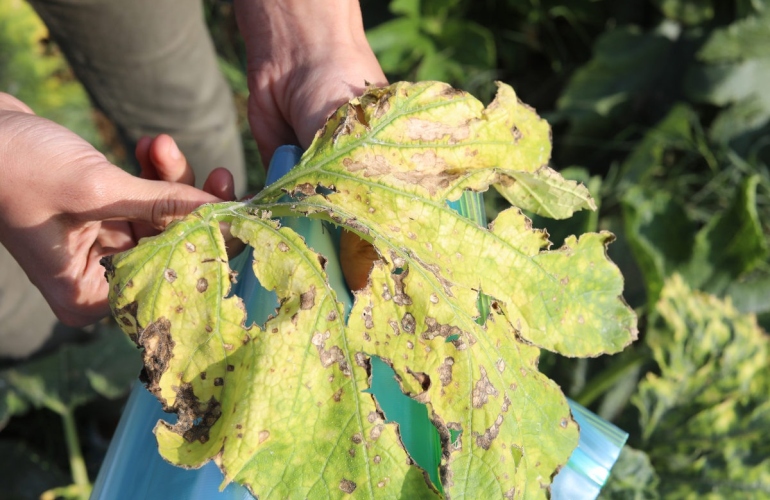 Forensic Architecture, Herbicidal Warfare in Gaza, 2019 | Video, sound, colour | 8:50 min | Image: A farmer in Gaza holds a leaf showing the damage done by herbicide. Credit: Forensic Architecture.