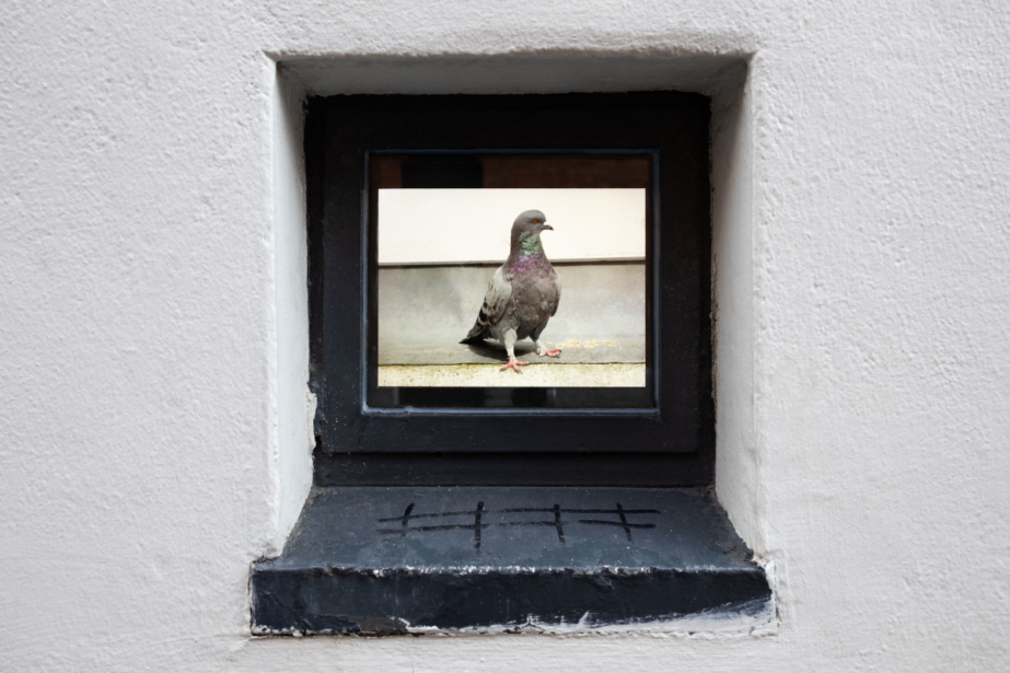 Commissioned Writer: Nicole Flattery &#039;Pigeon&#039;

Installation image, Temple Bar Gallery + Studios, October 2021. Photograph by Kate-Bowe O’Brien.