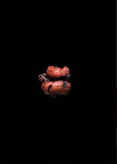 Recital: The Plurality of Existence in the Infinite Expanse of Space and Time