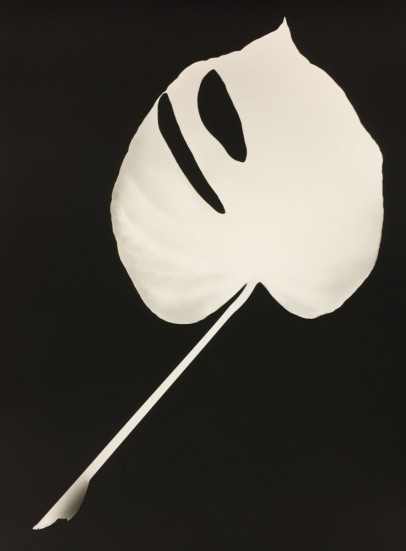Artist Edition | Barbara Knezevic

Monstera_Deliciosa.jpg